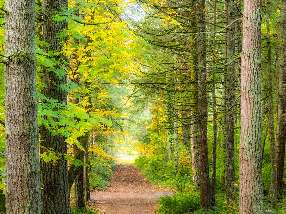 USA-Washington State-Sammamish with trail edged by evergreens and maple trees